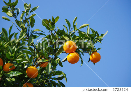 stock photo: sweet ~ fruitful