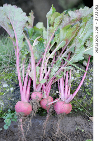 photo : red turnip, beet, radish