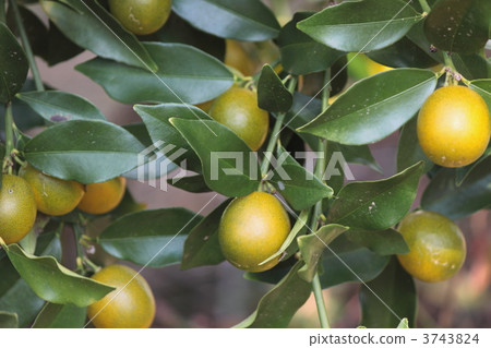 金橘(中国橘子) 芸香科 黄果