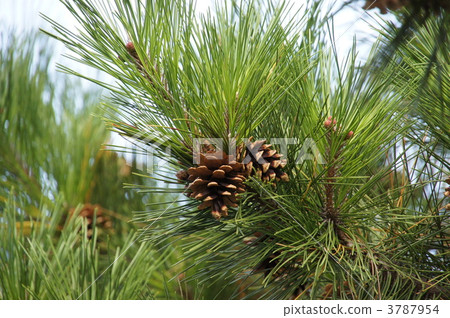 stock photo: pine cone, pinecone, pine