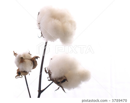 cotton plant, raw cotton, cotton wool