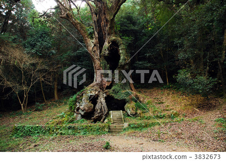 camphor tree, tree, large camphor tree