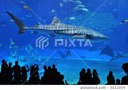 photo : whale shark, churaumi aquarium, shark