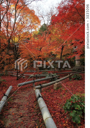 maple, autumn colors, yellow leaves