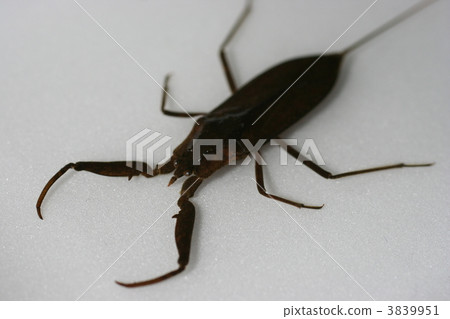 water scorpion, aquatic insect, aquatic organisms