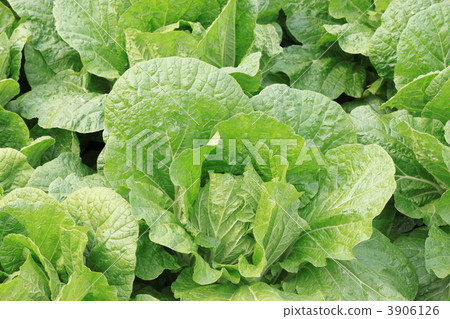 图库照片: 叶菜类 绿叶菜 冬季蔬菜图片