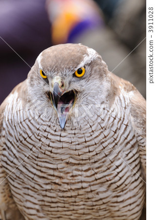 stock photo: goshawk, northern goshawk, falconry