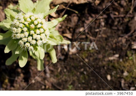 照片素材(图片): 蜂斗叶属植物 款冬发芽 春蔬