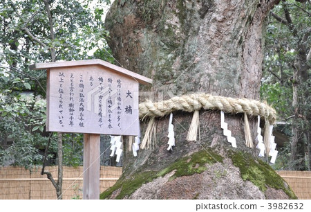 photo : large camphor tree, large tree, ookusu