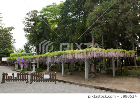 紫藤花架 草津市 紫罗兰色