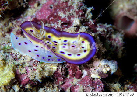 chromodoris kuniei, mollusk, gill