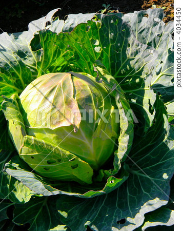 蔬菜_食品 叶_叶菜类 包菜 照片 开放领域耕种的圆白菜 首页 照片