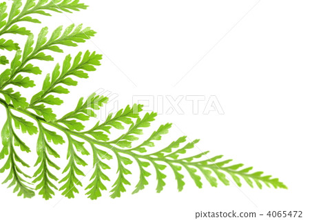 照片素材(图片): 羊齿草 蕨类植物(植物分支) 影棚拍摄