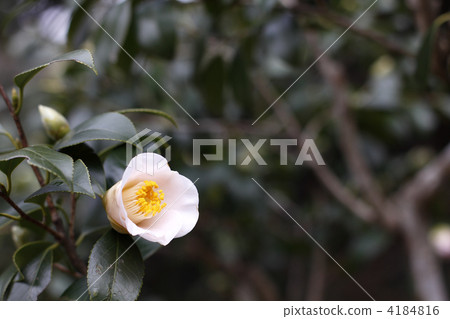 japanese camellia, white, outdoor