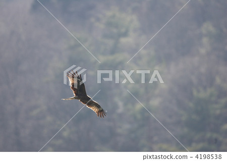 bird of prey,birdofprey stock photo: black kite, flight, bird of prey