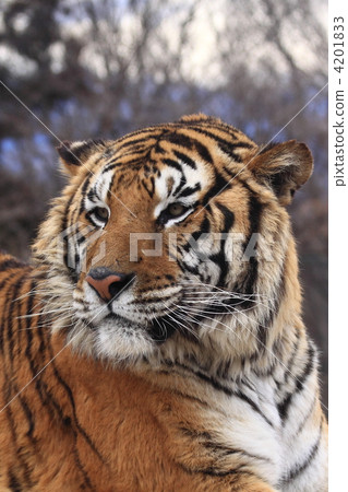 stock photo: bengal tiger, tiger, tigers