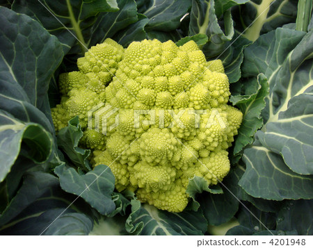 stock photo: romanesco 1 see all