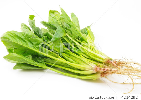 皮是绿色的然后是白色然后是黄色的东西是什么_品牌服饰_奇飞知识网