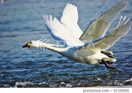 tundra swan, swan, flight