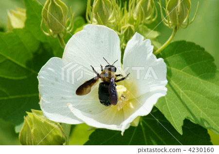 stock photo: bumble bee, bumblebee, japanese carpenter bee