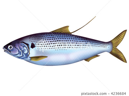 stock illustration: conosillo