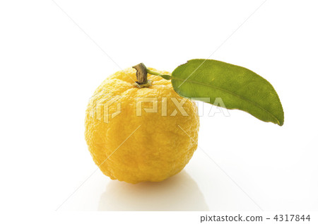 japanese citron, yuzu, fruit