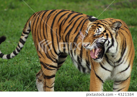 stock photo: bengal tiger