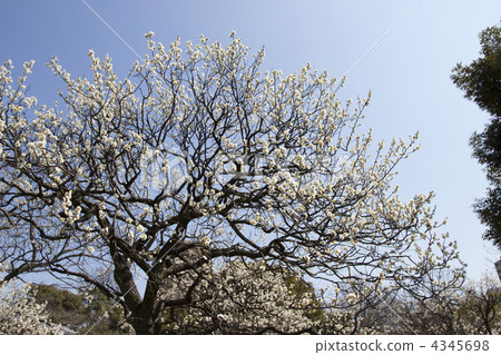 japanese apricot tree, plum, an ume tree