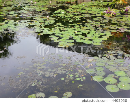 咸水湖 池塘 水面-图库照片[4403938 pixta