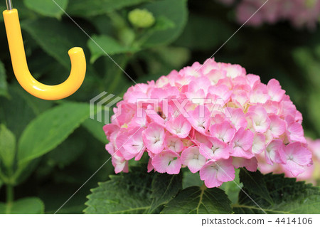 植物_花 绣球花 照片 绣球花和伞柄 首页 照片 植物_花 绣球花 绣球花