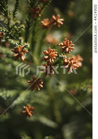 健康_美容 疾病 花粉过敏 照片 日本雪松 首页 照片 健康_美容 疾病