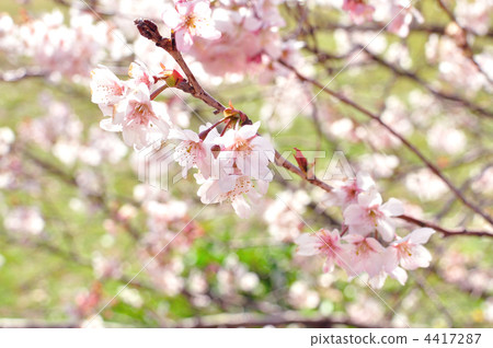 photo : cherry tree, kawaji sakura, cherry blossom