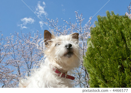 图库照片 杰克罗素梗犬和樱花