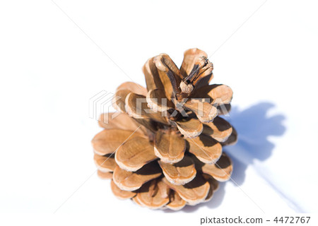 pinecone, seeds, seed