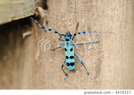 photo : long-horned beetle, insect locust, rosalibatesi