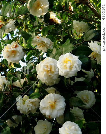 stock photo: white camellia