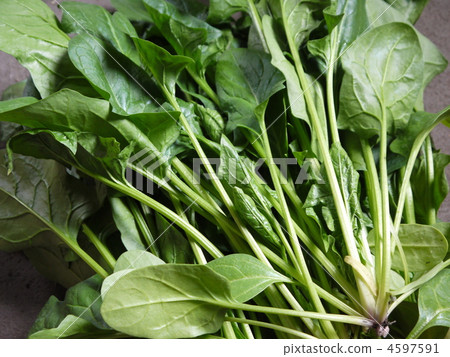 leafstalk,stalk vegetables/foodstuff leaf/stem_vegetables/vegetable_stalk
