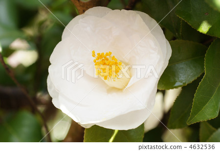 japanese camellia, blossoms, flower