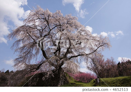 photo : matabei cherry tree, weeping cherry tree, cherry tree