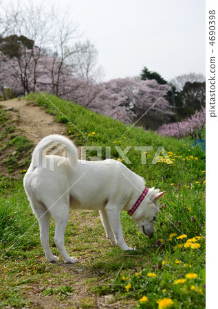 纪州瑙鲁岛 纪州犬 狗