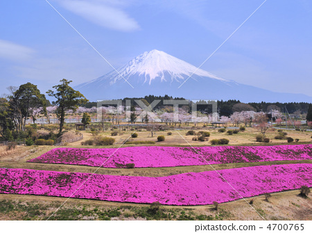 富士山 雪山 丛生福禄考