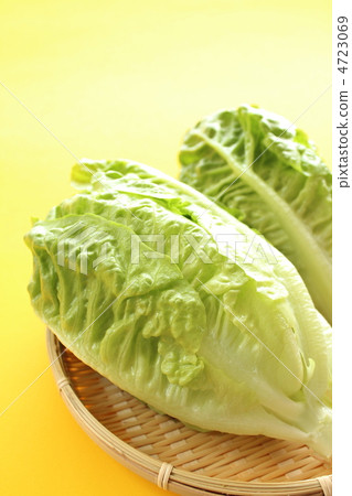 romaine lettuce, lettuce, potherbs