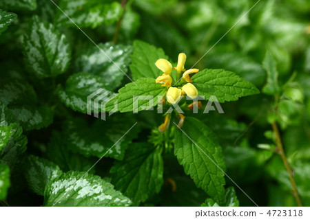 短柄野芝麻 白荨麻 白色野荨麻