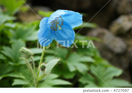 stock photo: himalayan"s poppy