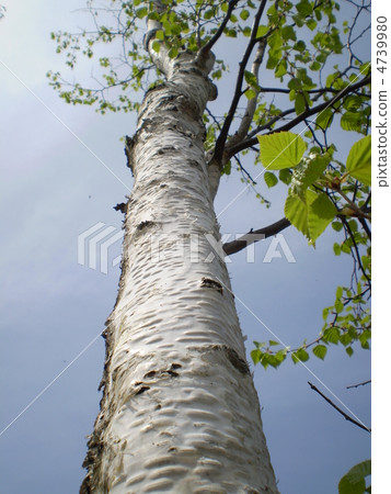 silver birch, tree trunk, tree