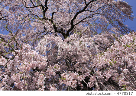 樱花 三春滝桜 双垂枝樱