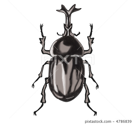 beetle, rhinoceros beetle, summertime