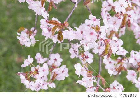 stock photo: cherry blossoms