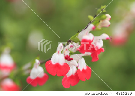 scarlet sage, baby sage, hot lips flower