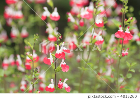 stock photo: salvia hot lips